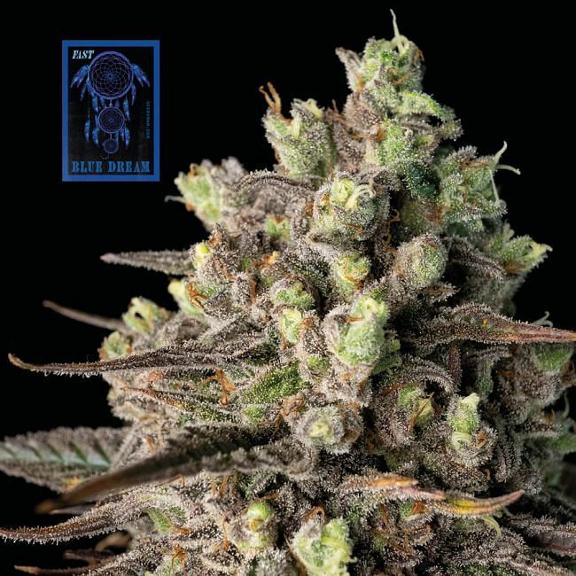 Seedsman - Blue Dream FAST (fem.)