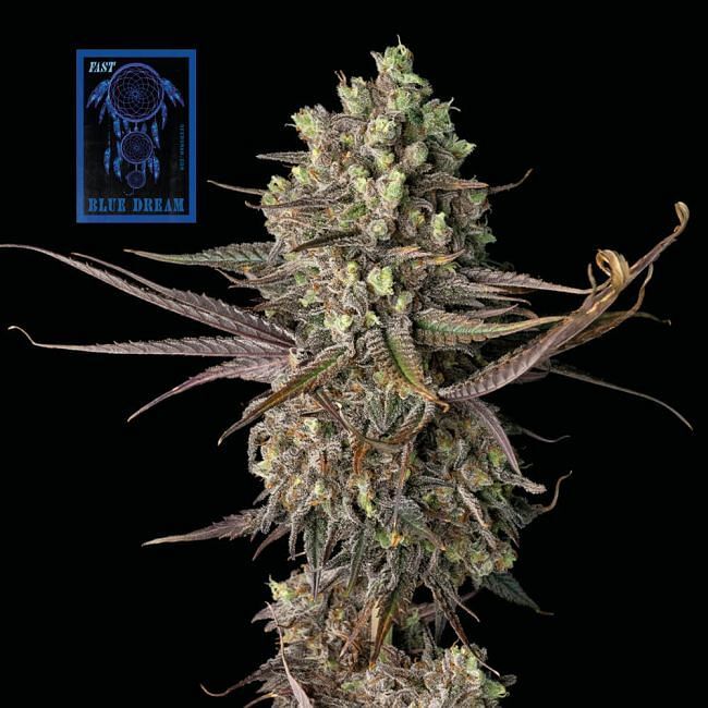 Seedsman - Blue Dream FAST (fem.)