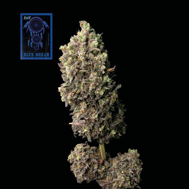 Seedsman - Blue Dream FAST (fem.)