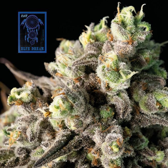 Seedsman - Blue Dream FAST (fem.)