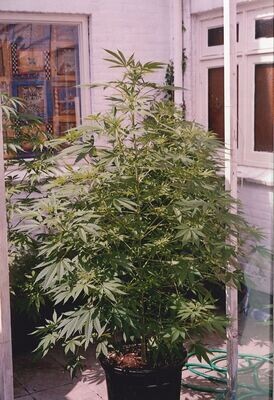 K.С. Brains Seeds - Mango (fem.) 🏆 01691