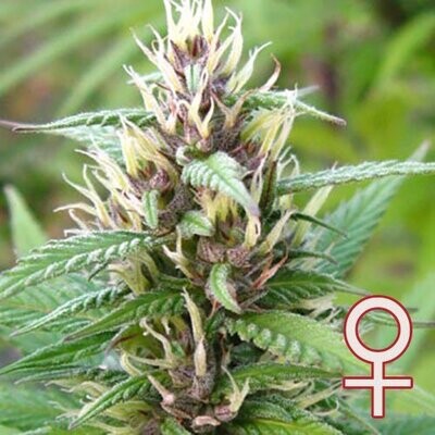 K.С. Brains Seeds - Mind Bender (fem.) 01692