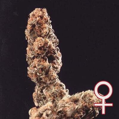 K.С. Brains Seeds - Afghani Special (fem.) 01673