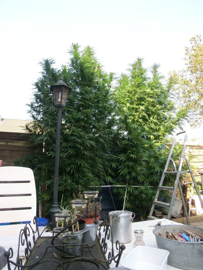 K.С. Brains Seeds - T.N.R. (fem.)