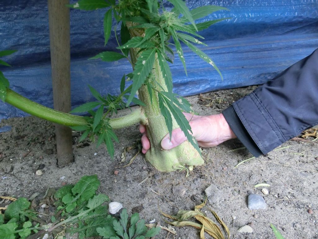 K.С. Brains Seeds - T.N.R. (fem.)