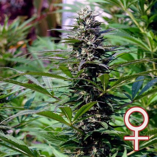 K.С. Brains Seeds - T.N.R. (fem.)