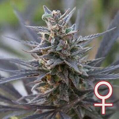 K.С. Brains Seeds - Spontanica (fem.) 🏆 01694