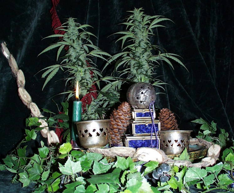 K.С. Brains Seeds - Northern Light Special fem.) 🏆