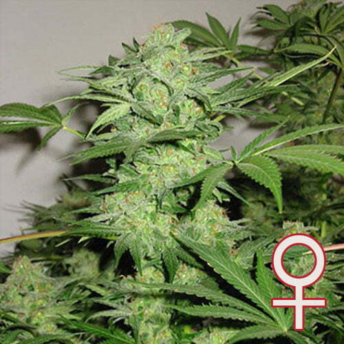 K.С. Brains Seeds - Northern Light Special fem.) 🏆