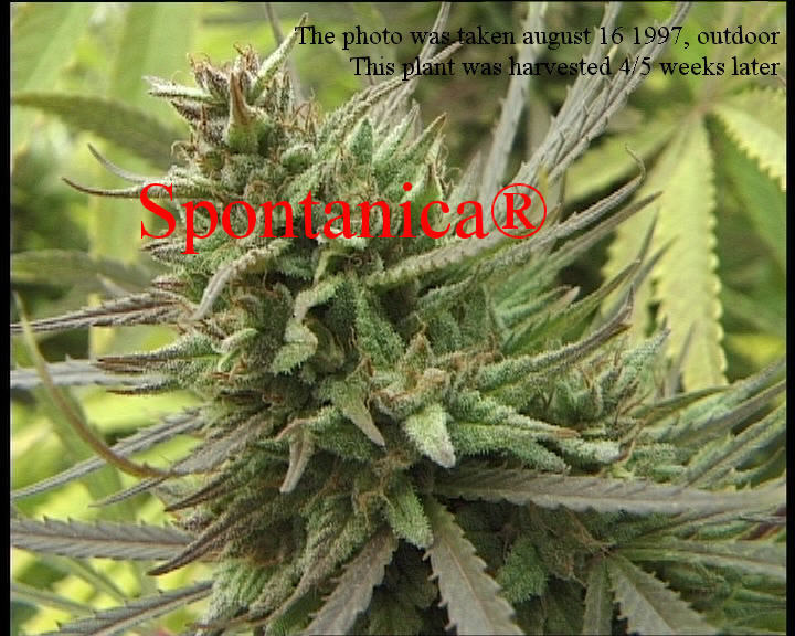 K.С. Brains Seeds - Spontanica (fem.) 🏆