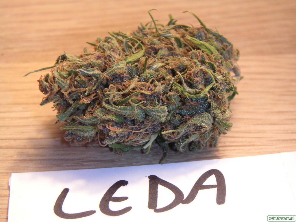 K.С. Brains Seeds - Leda Uno (fem.) 🏆