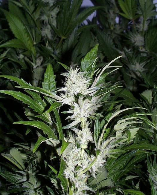 K.С. Brains Seeds - Leda Uno (fem.) 🏆