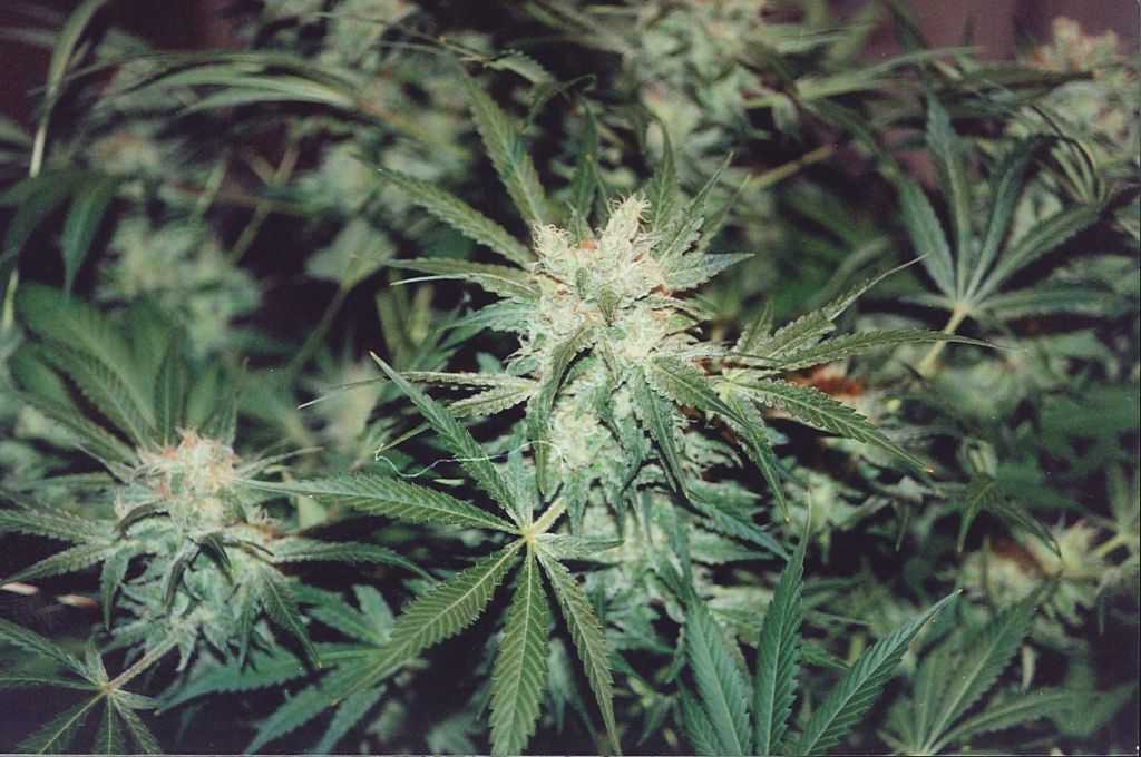 K.С. Brains Seeds - K.C. 36 (fem.)