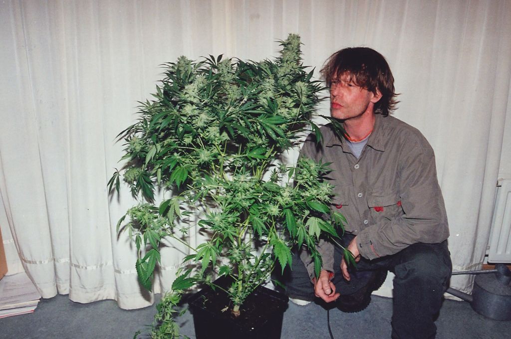 K.С. Brains Seeds - K.C. 36 (fem.)