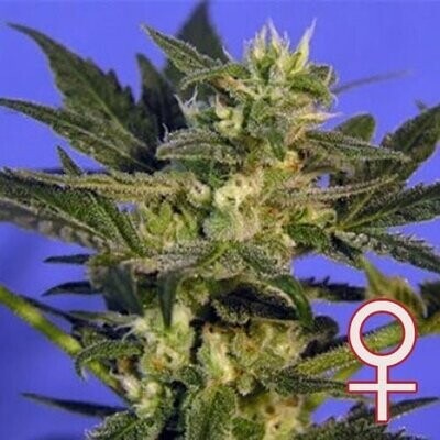 K.С. Brains Seeds - K.C. 45 (fem.) 01689