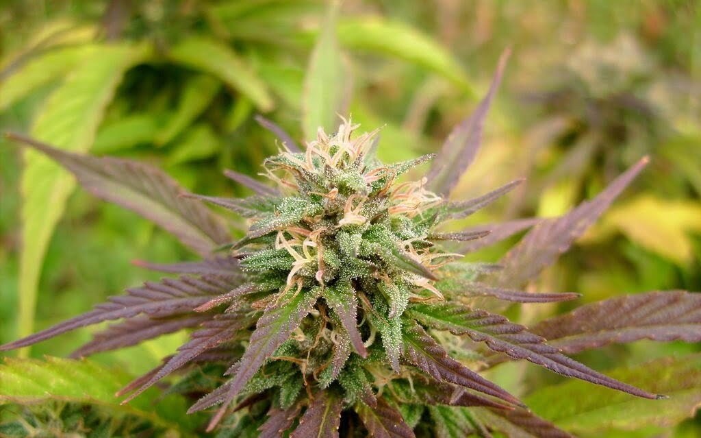 K.С. Brains Seeds - K.C. 36 (fem.)