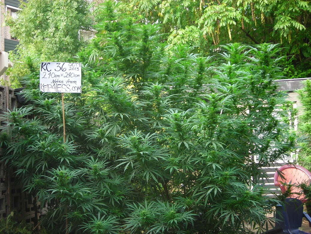 K.С. Brains Seeds - K.C. 36 (fem.)