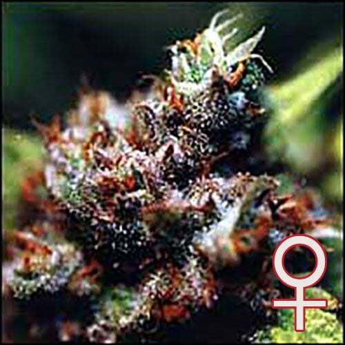 K.С. Brains Seeds - Brasil x KC (fem.)