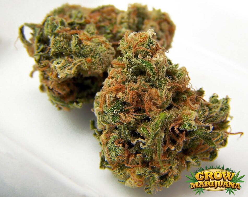 K.С. Brains Seeds - K.C. 36 (fem.)