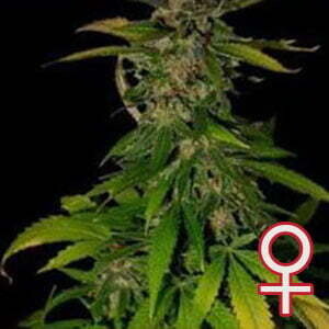 K.С. Brains Seeds - Double D (fem.) 01683