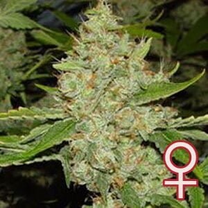 K.С. Brains Seeds - Brains Choice (fem.) 01675