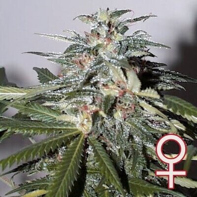 K.С. Brains Seeds - K.C. 51 (auto/fem.) 01709