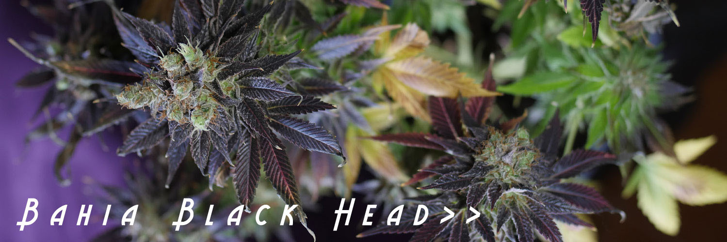 K.С. Brains Seeds - Bahia Black Head (fem.)