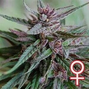 K.С. Brains Seeds - Bahia Black Head (fem.) 01674