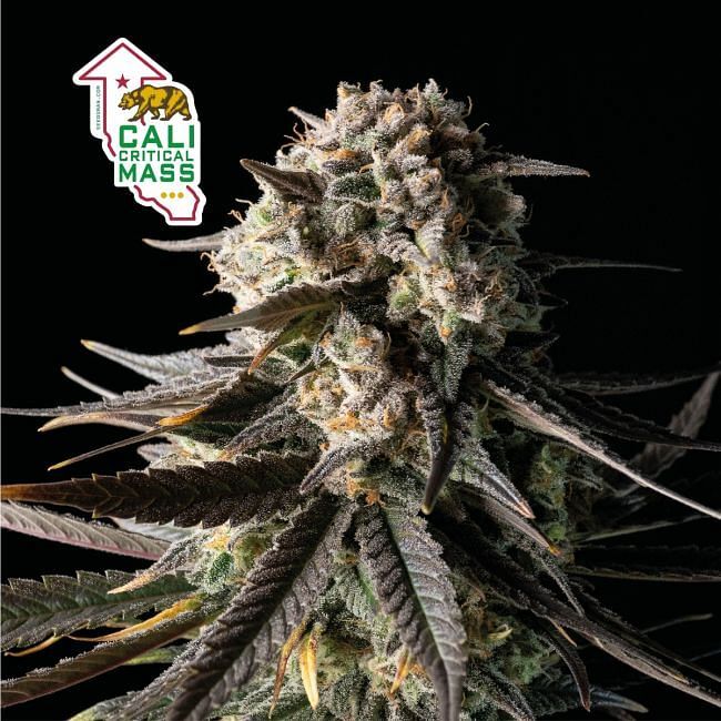 Seedsman - Cali Critical Mass (fem.)