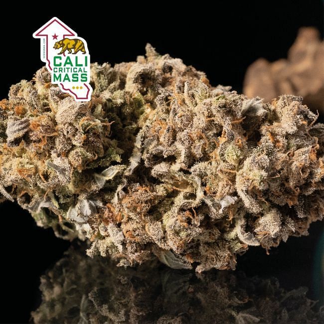Seedsman - Cali Critical Mass (fem.)