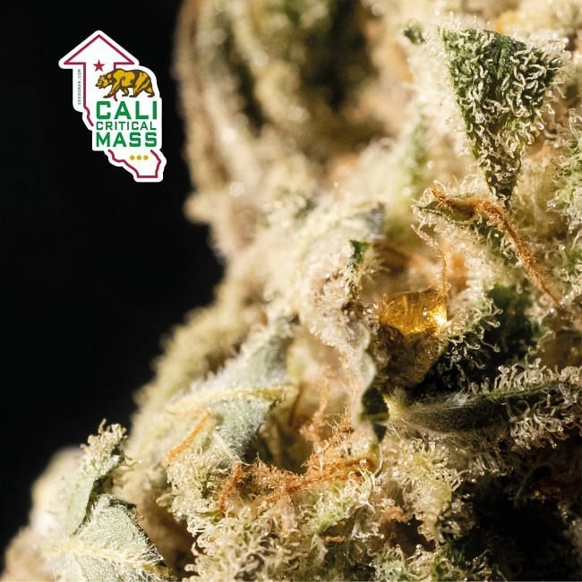 Seedsman - Cali Critical Mass (fem.)