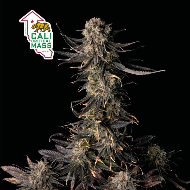 Seedsman - Cali Critical Mass (fem.)
