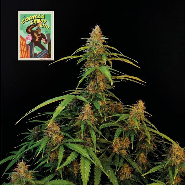 Seedsman - Gorilla Candy Auto (auto/fem.)