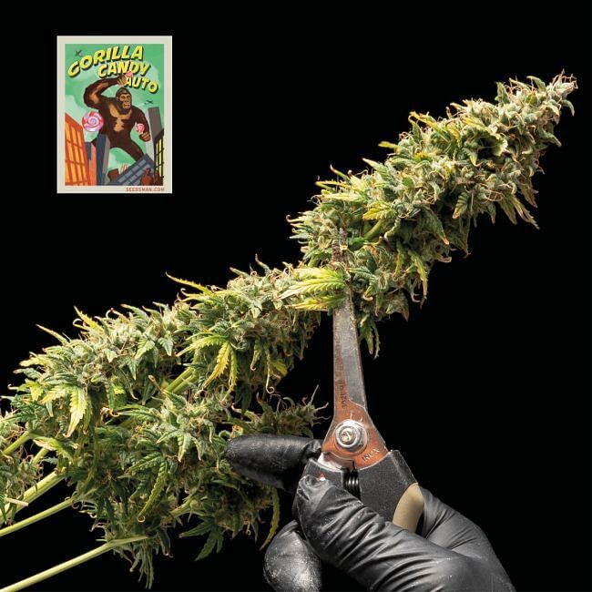 Seedsman - Gorilla Candy Auto (auto/fem.)