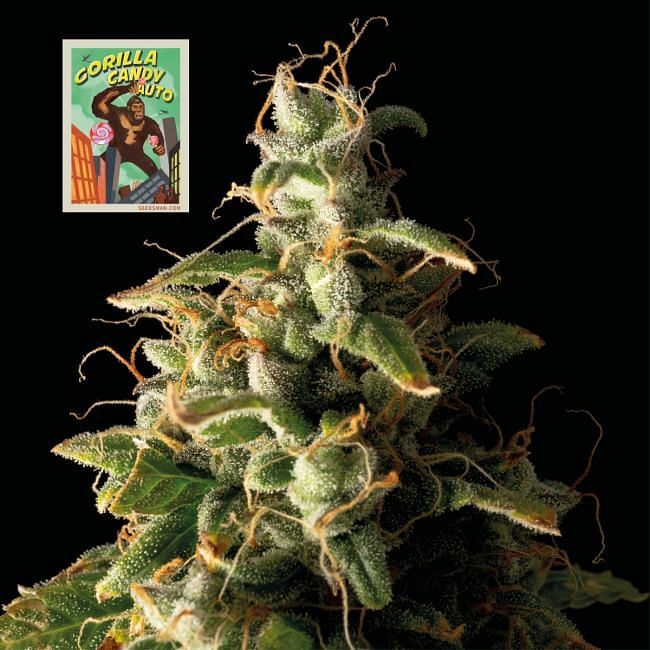 Seedsman - Gorilla Candy Auto (auto/fem.)