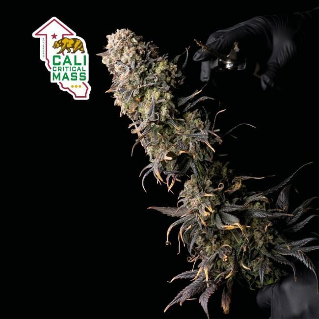 Seedsman - Cali Critical Mass (fem.)