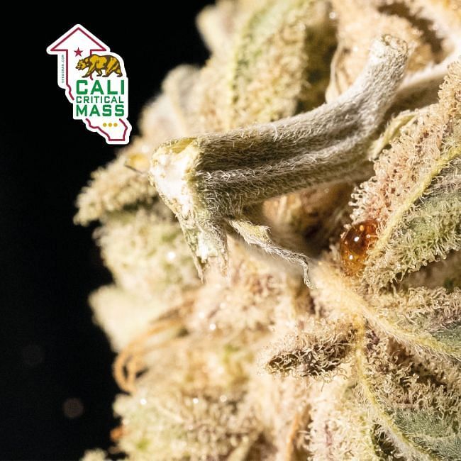 Seedsman - Cali Critical Mass (fem.)