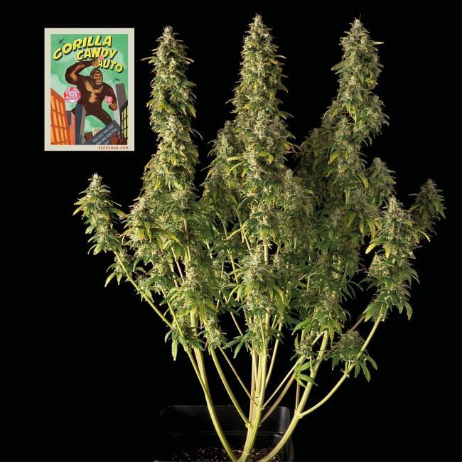 Seedsman - Gorilla Candy Auto (auto/fem.)
