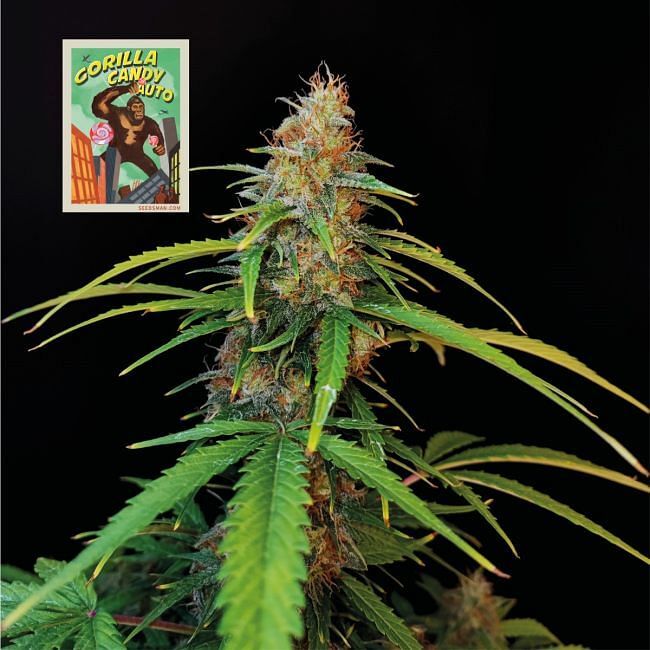 Seedsman - Gorilla Candy Auto (auto/fem.)