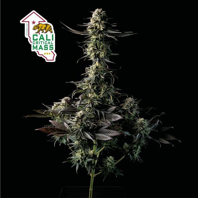 Seedsman - Cali Critical Mass (fem.)