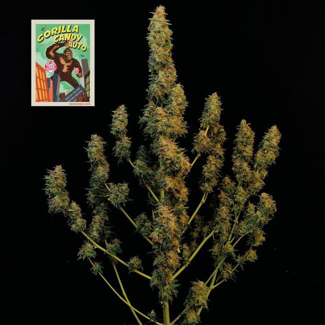 Seedsman - Gorilla Candy Auto (auto/fem.)
