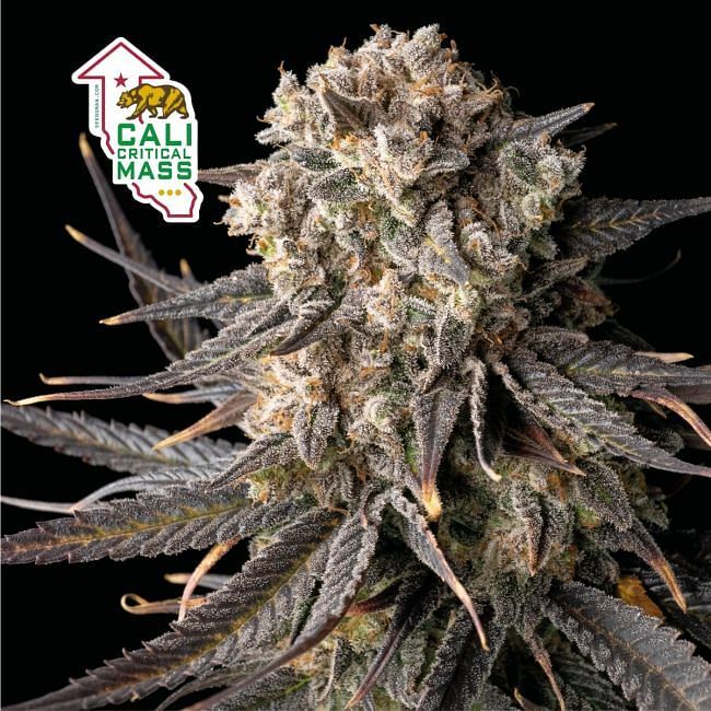 Seedsman - Cali Critical Mass (fem.)