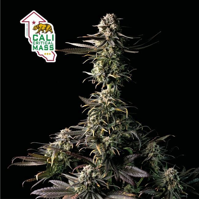 Seedsman - Cali Critical Mass (fem.)