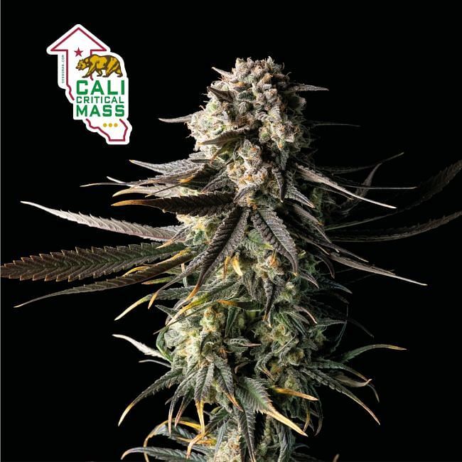 Seedsman - Cali Critical Mass (fem.)
