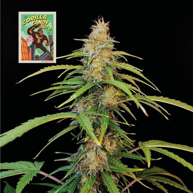 Seedsman - Gorilla Candy Auto (auto/fem.)