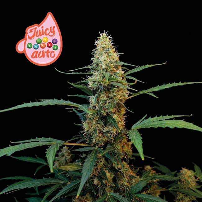 Seedsman - Juicy Zkittlez Auto (auto/fem.)