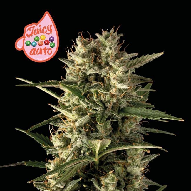 Seedsman - Juicy Zkittlez Auto (auto/fem.)