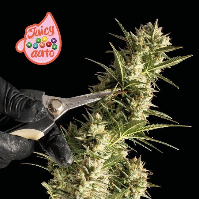 Seedsman - Juicy Zkittlez Auto (auto/fem.)