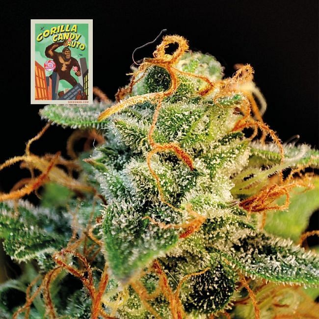 Seedsman - Gorilla Candy Auto (auto/fem.)