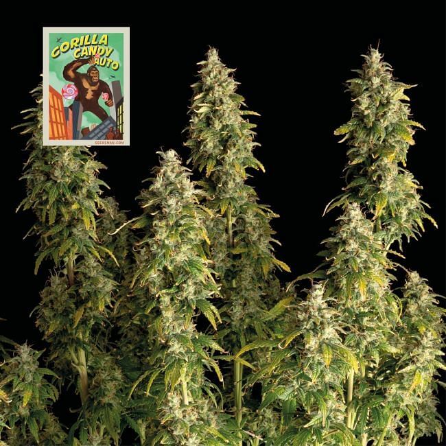 Seedsman - Gorilla Candy Auto (auto/fem.)